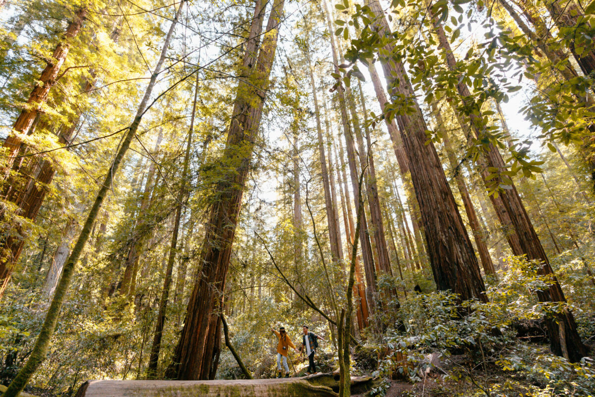Armstrong Redwoods State Natural Reserve in Guerneville. (Mariah Harkey / Sonoma County Tourism)