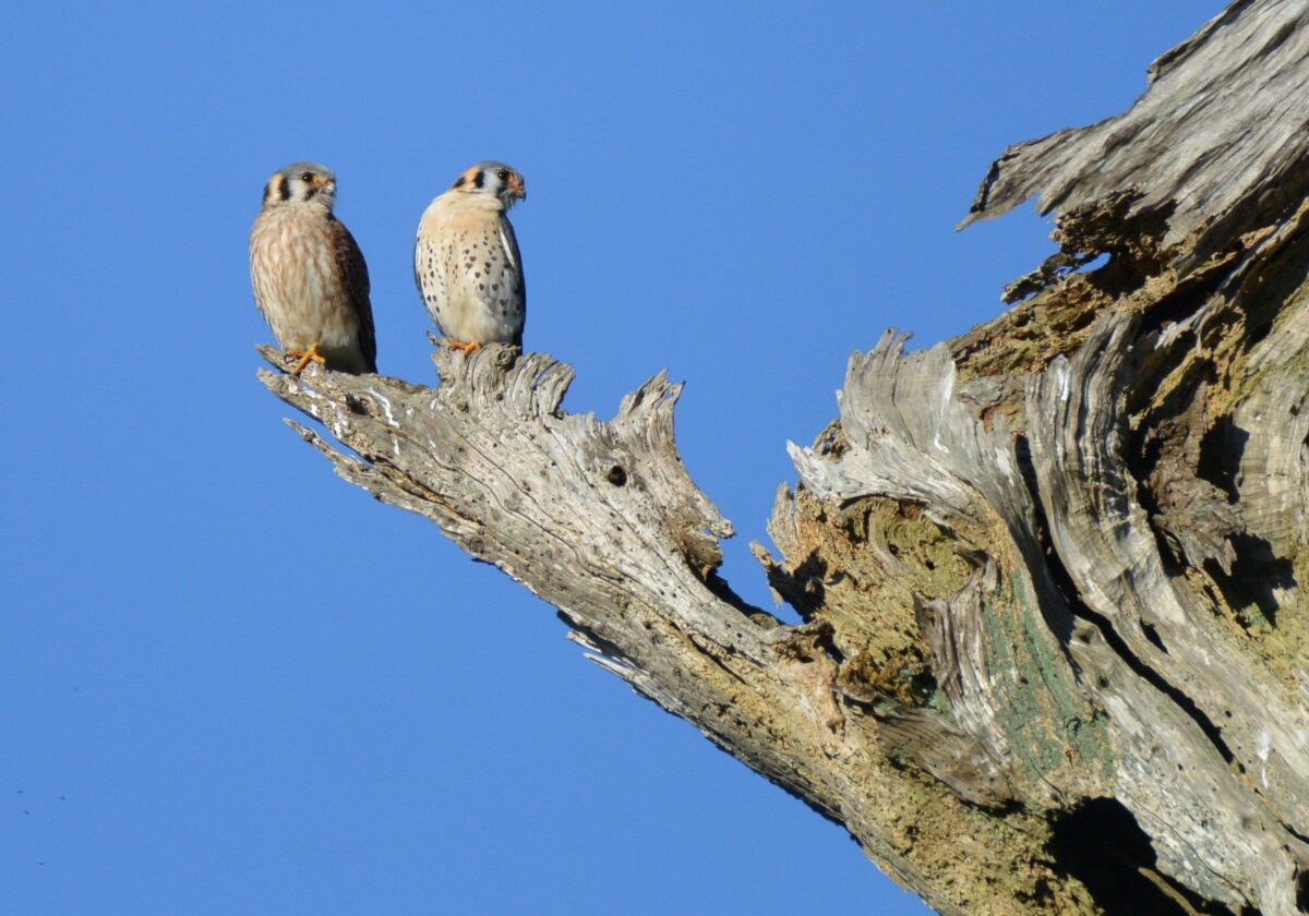 Kestrel pair, winter, on the Sonoma Coast. (Tom Reynolds)