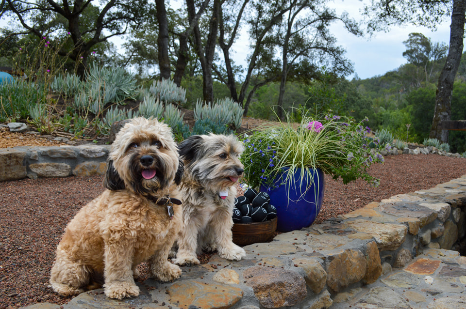 Located within 375-acre Bartholomew Park in Sonoma Valley, Bartholomew Estate Vineyards and Winery has a variety of great views and trails for humans and canines to enjoy. Leashes are required at all times. (Bartholomew Estate Vineyards and Winery)