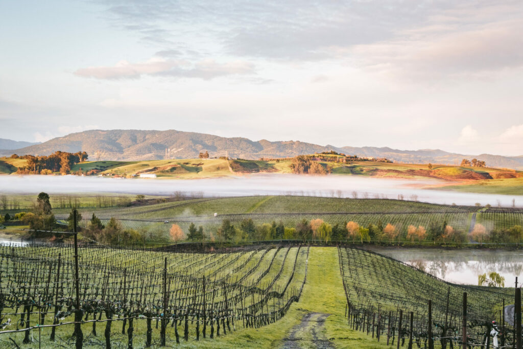 Cline Family Cellars' Catapult Ranch Vineyard in the Petaluma Gap wine region in winter. (Sonoma County Tourism)