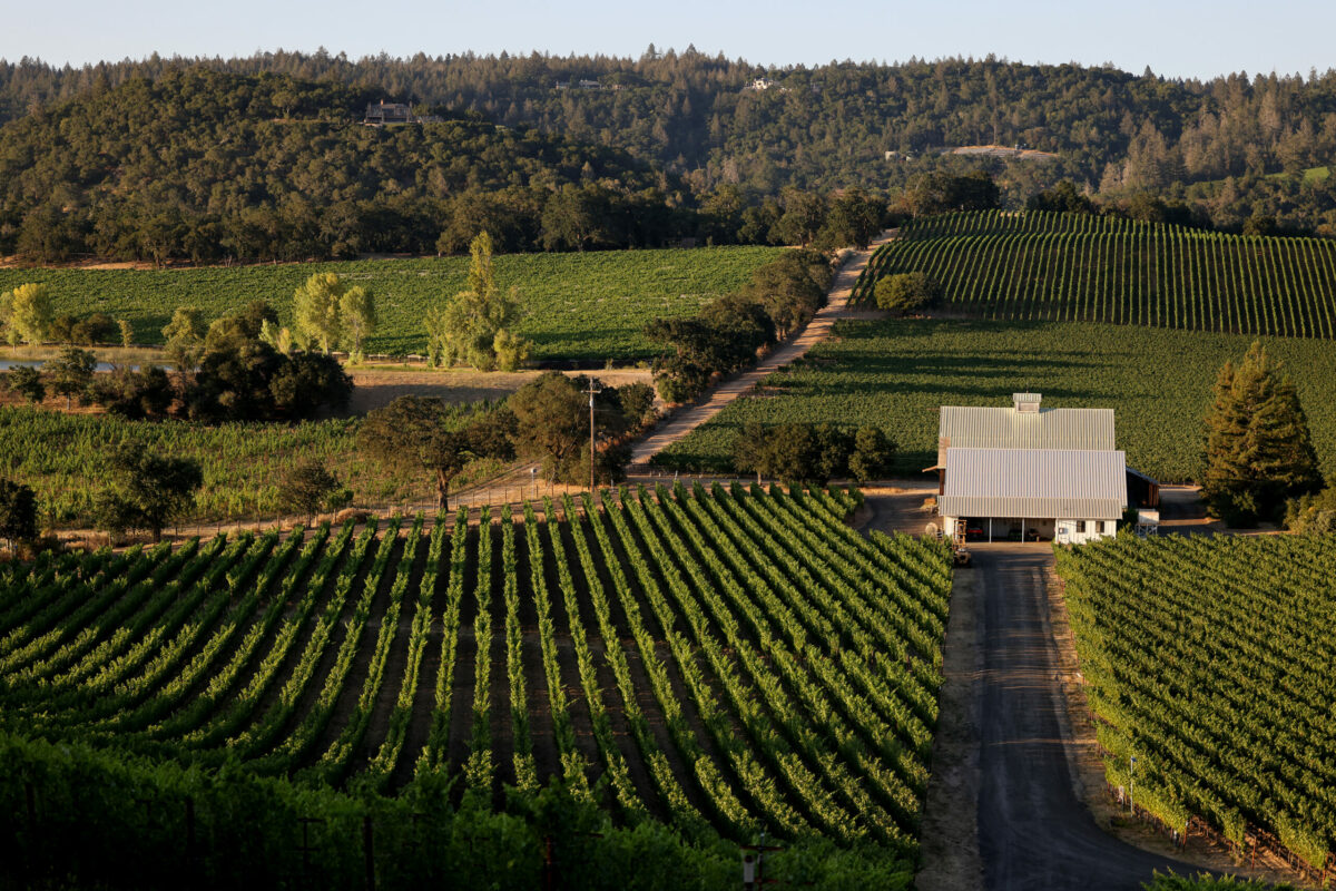 The sun sets on a vineyard in St. Helena, Sunday, August 6, 2023. (Beth Schlanker / The Press Democrat)