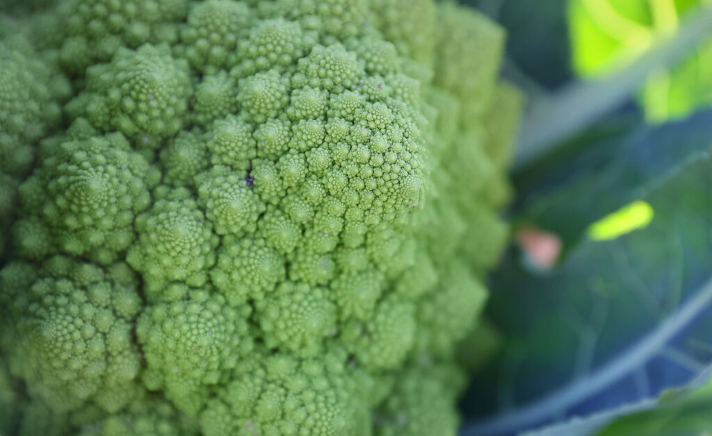 Romanesco cauliflower harvested at Winter Sister Farm in Sebastopol on Monday, November 20, 2023. (Christopher Chung/The Press Democrat)
