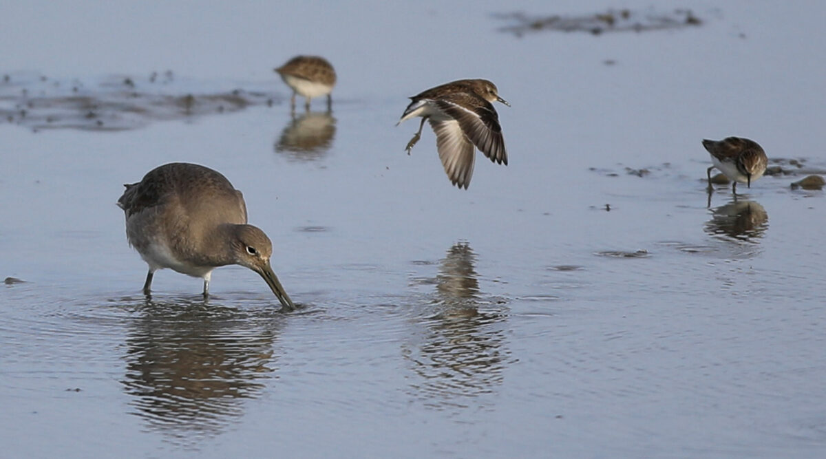 Shorebirds feed at the San Pablo Bay National Wildlife Refuge, Thursday, Jan. 28, 2021 at Sears Point wetland restoration project. (Kent Porter / The Press Democrat) 2021