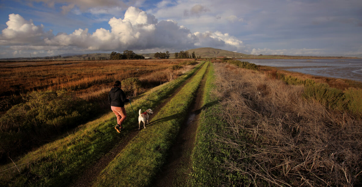 Alison Pollack hikes back to her car after checking on native vegetation she planted as part of the STRAW program - Students and Teachers Restoring a Watershed, at the San Pablo Bay National Wildlife Refuge, Thursday, Jan. 28, 2021 (Kent Porter / The Press Democrat) 2021