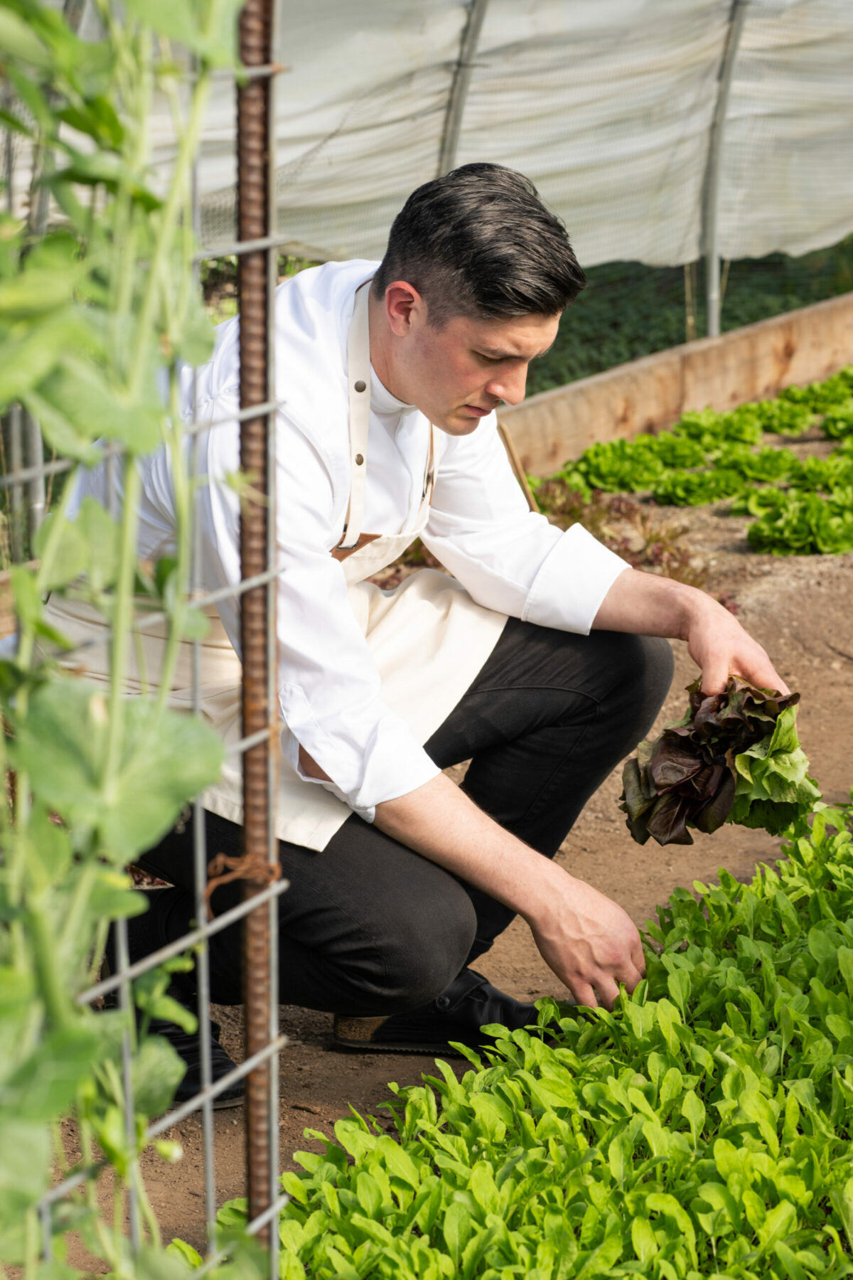 Chef Brian Limoges will head Enclos restaurant, located in downtown Sonoma and owned by Stone Edge Farm Estate Vineyards & Winery. (Photo: Adahlia Cole)