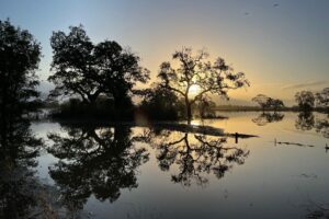 At dawn, the wetlands of the Laguna reflect the surrounding oaks like a mirror. (Phil Van Soelen / Courtesy of Laguna de Santa Rosa Foundation)