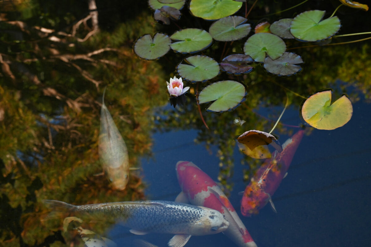 Ren Brown and his gallery and Japanese garden in Bodega Bay, Calif., Nov. 11, 2023. (Photo: Erik Castro/for Sonoma Magazine)