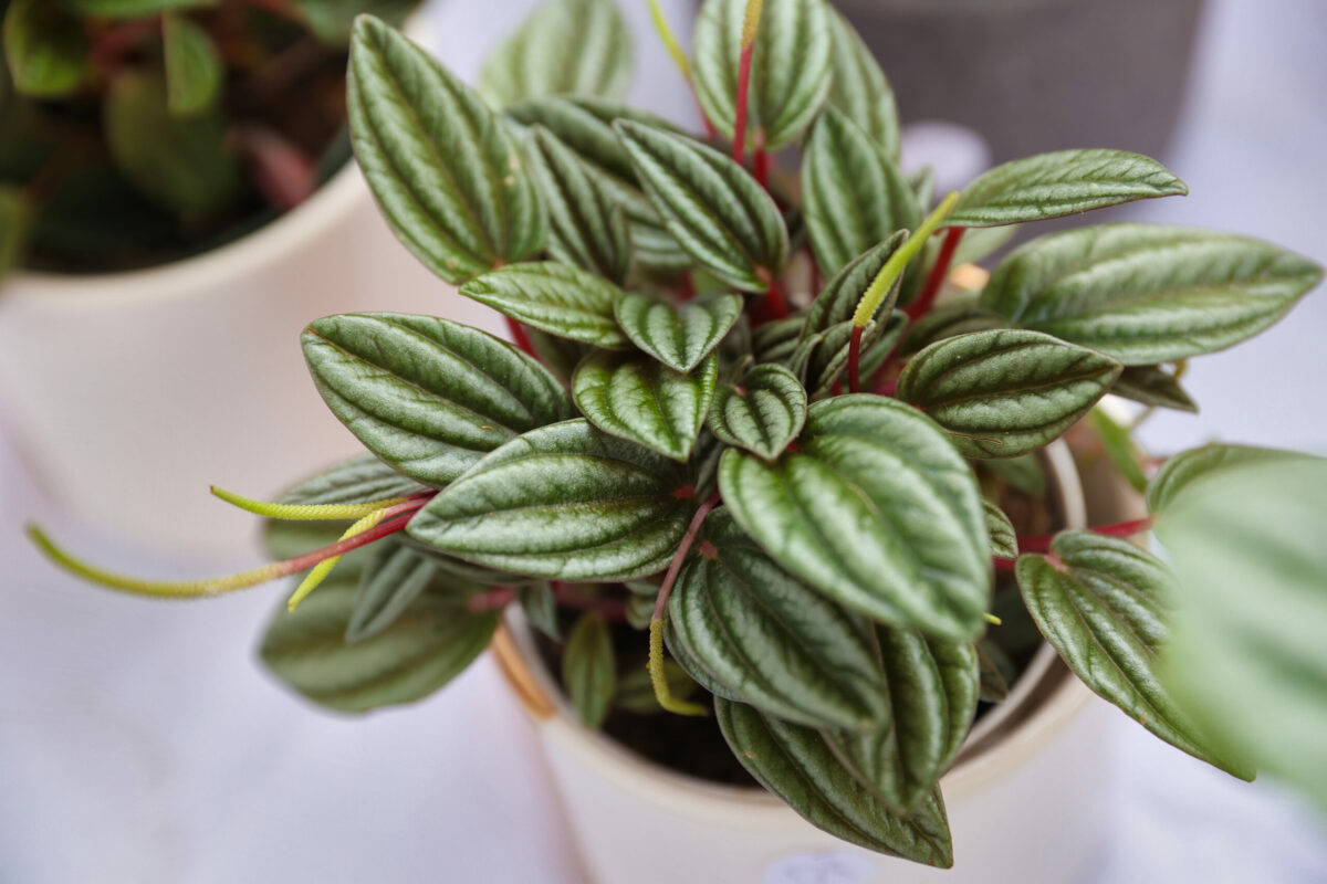 A Peperomia San Marimo plant for sale at Ana Prado's Blooming Coast booth at the Santa Rosa Original Certified Farmer's Market in Santa Rosa, Wednesday, Aug. 9, 2023. (Christopher Chung / The Press Democrat)