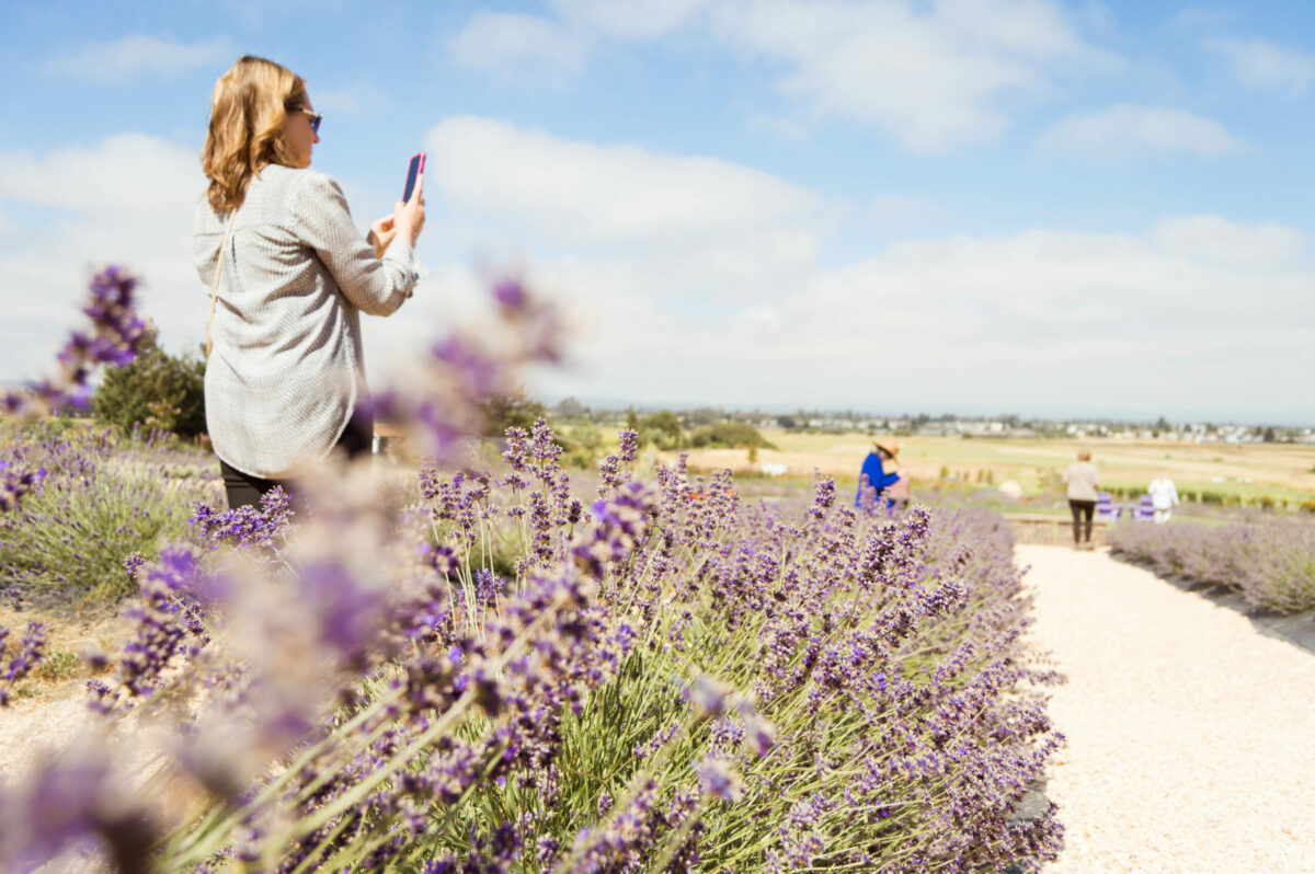 Garden fans enjoy the lavender labyrinth at Bees N Blooms in Santa Rosa. (Sierra Downey/Sonoma County Tourism)