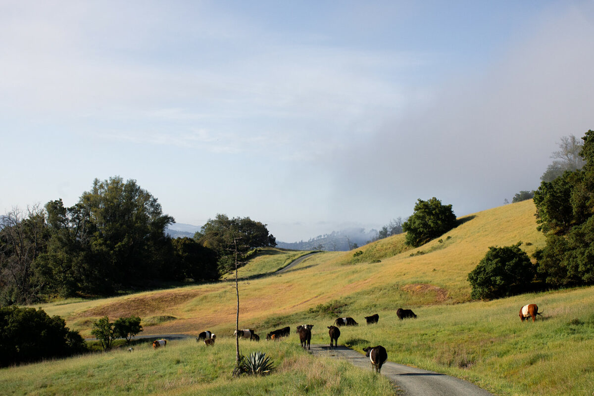 At Pepperwood Preserve in Santa Rosa. (Eileen Roche/For Sonoma Magazine)
