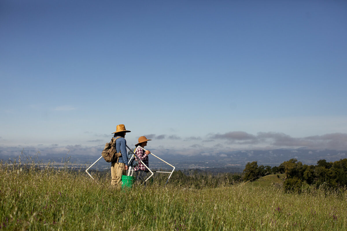 At Pepperwood Preserve, scientists lay down white-tubed “quadrats” and measure the percentage of cover of native perennial grasses, invasive exotic annuals and wildflowers. (Eileen Roche/For Sonoma Magazine)