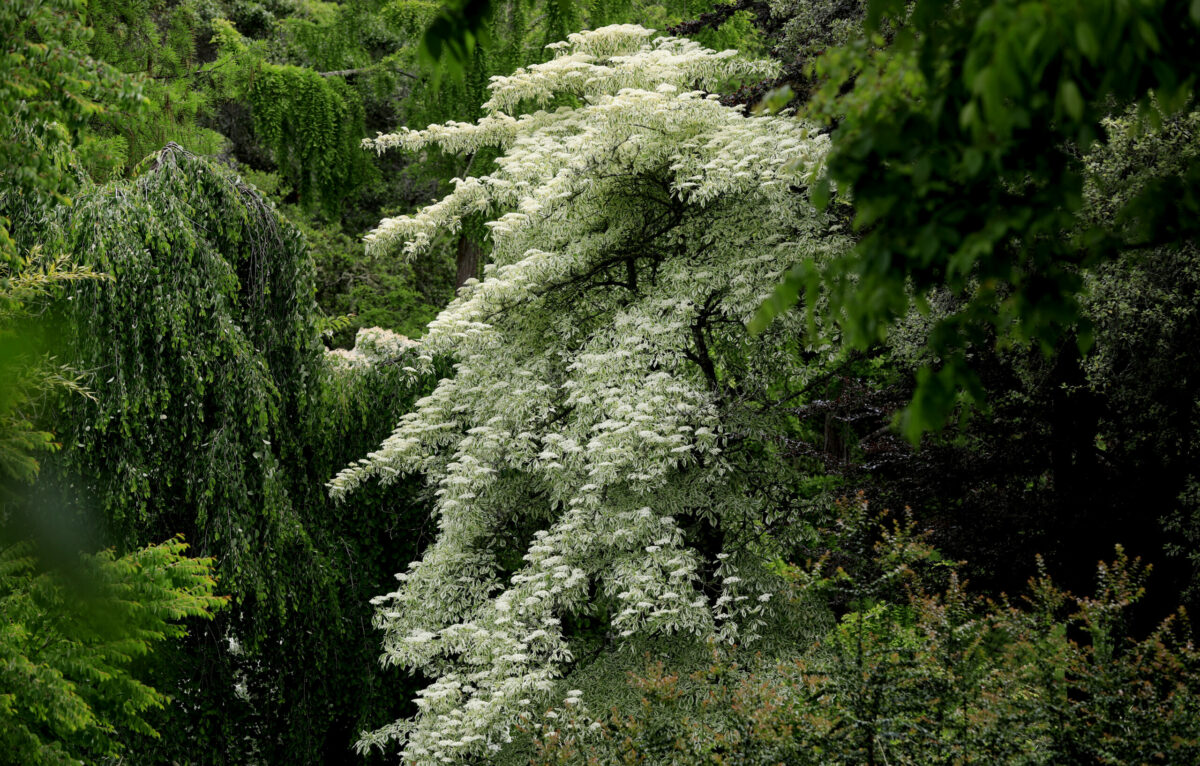 A Chinese fringe tree at Western Hills Garden in Occidental. (Kent Porter / The Press Democrat) 