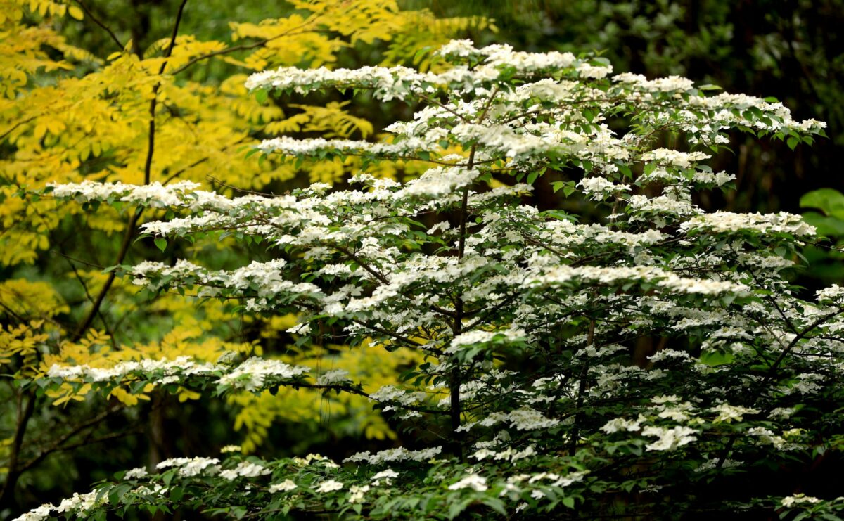 A white viburnum stands out against a golden locust tree at Western Hills Garden in Occidental. (Kent Porter / The Press Democrat) 
