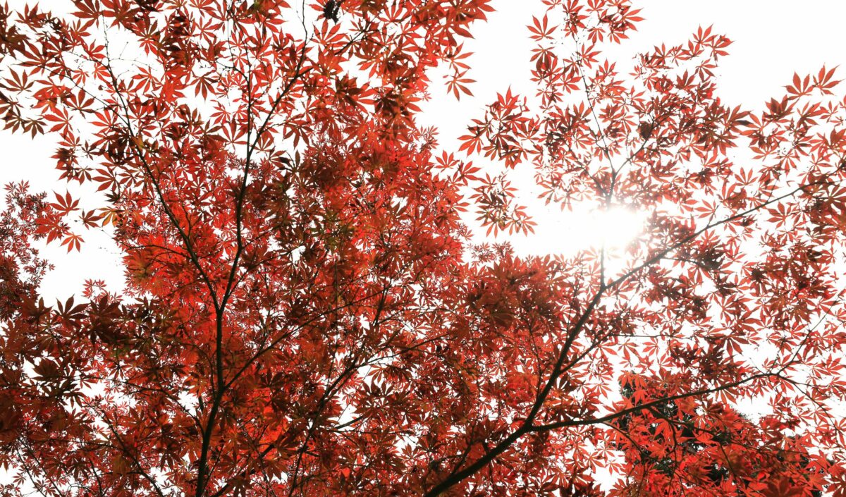 A Japanese maple stands out against an otherwise overcast day at Western Hills Garden in Occidental. (Kent Porter / The Press Democrat) 
