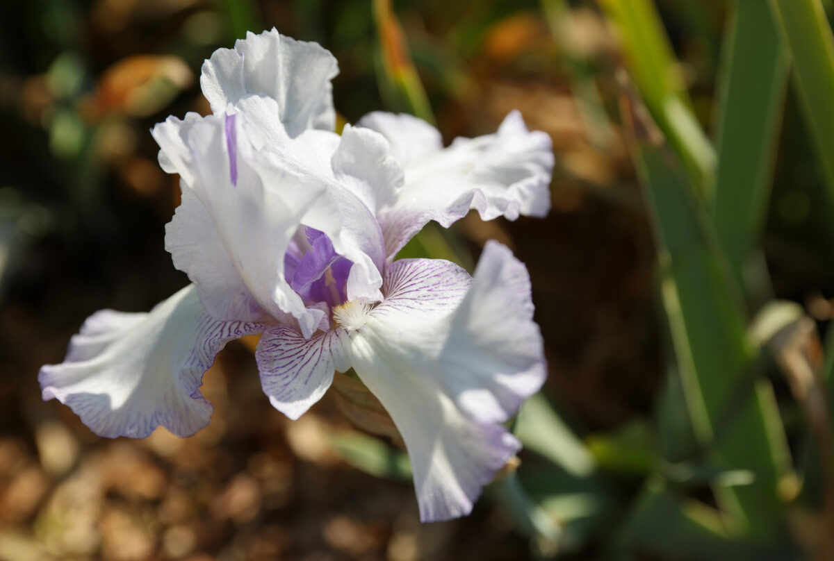An Earl of Essex Iris blooming at Russian River Rose Company in Healdsburg. (Christopher Chung/The Press Democrat)