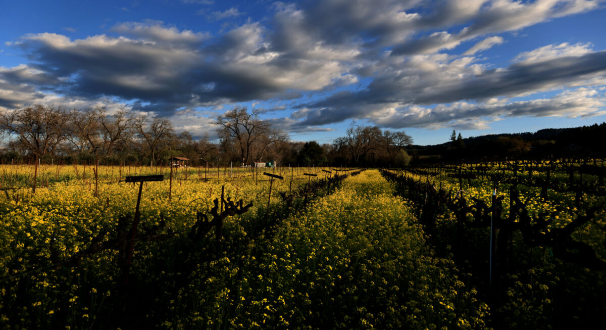 Spring mustard growth at Martorana Family Winery in West Dry Creek, Thursday, March 6, 2025. (Kent Porter / The Press Democrat)