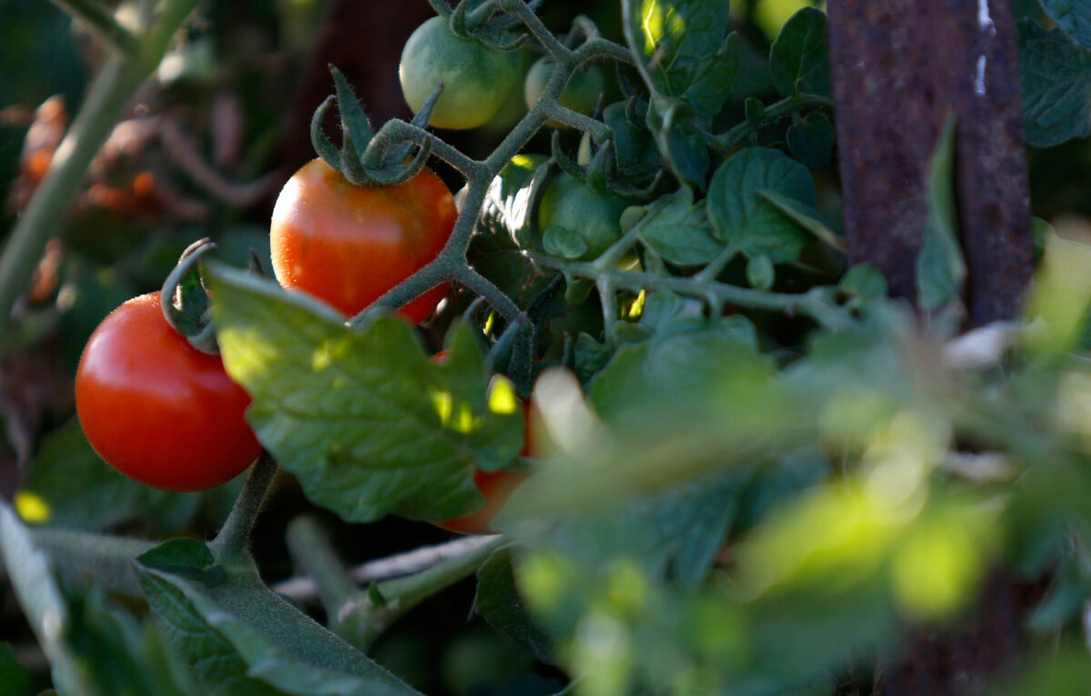 Heirloom tomatoes ripen on a vine at Kendall-Jackson Wine Estate and Gardens in Santa Rosa, California on Tuesday, September 8, 2015. (Alvin Jornada / The Press Democrat)