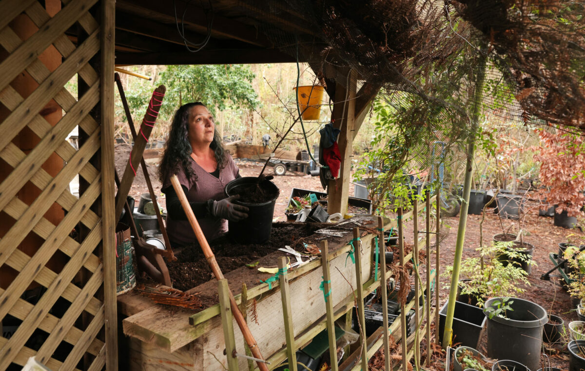 Botanica Nursery and Gardens owner Wendy Sandoval pots a plant in a shed at the nursery near Sebastopol on Monday, Jan. 6, 2025. She purchased the former Hidden Forest Nursery last year. (Christopher Chung / The Press Democrat) 