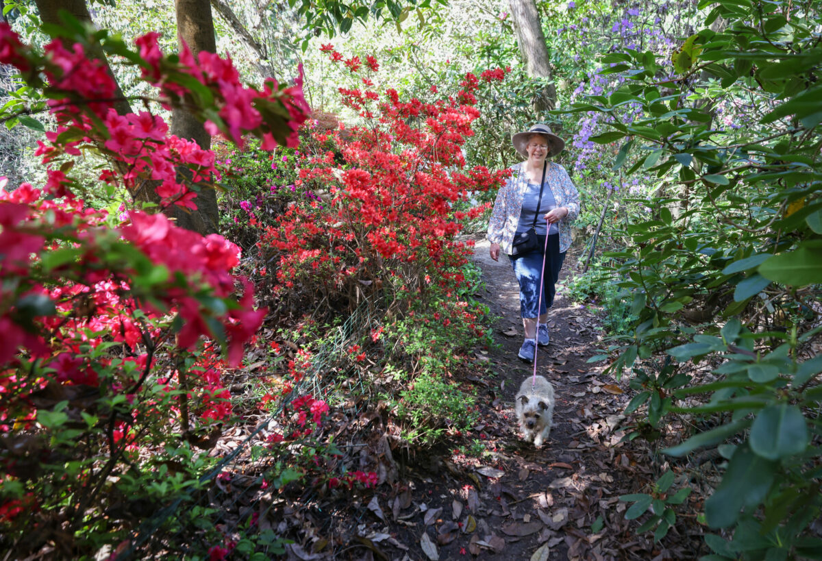 Janice Maberry walks Rosie on a path through the flora at Hidden Forest Nursery, now renamed Botanica. (Christopher Chung / The Press Democrat, file)