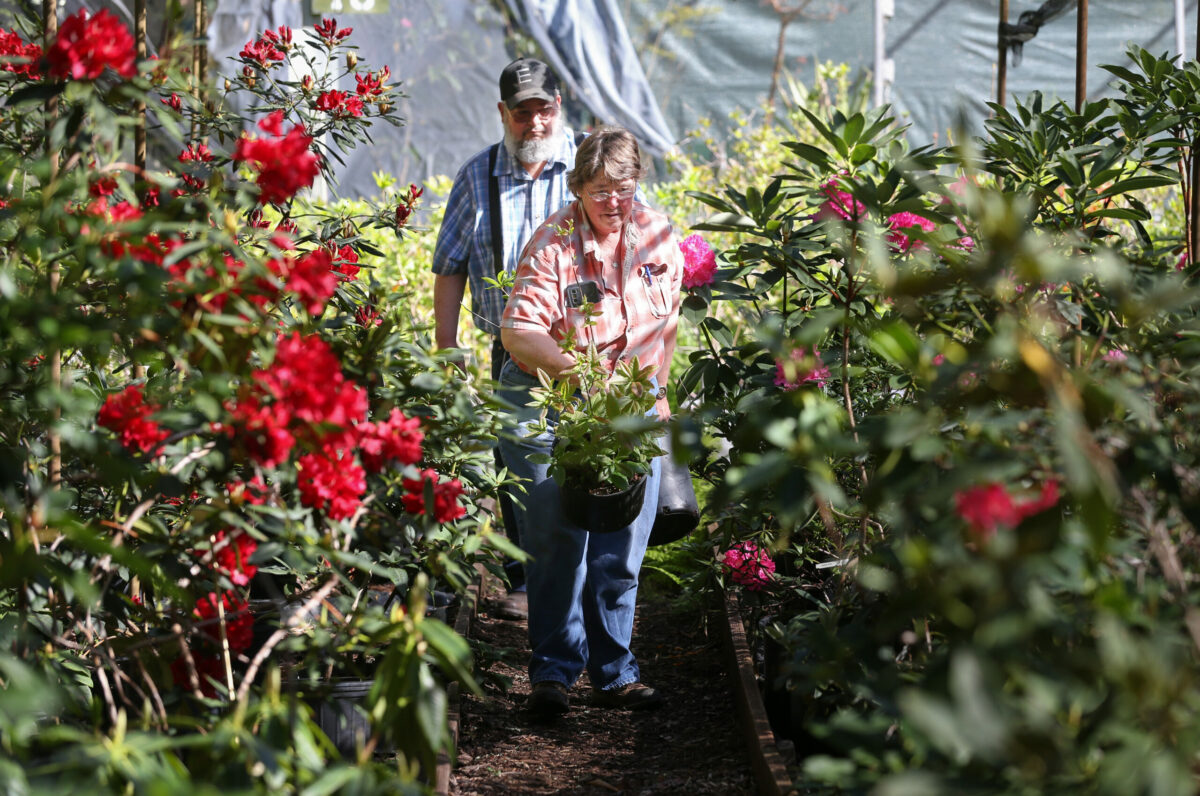 Debbie and Kirk Lokka pick out rhododendrons at what was then called Hidden Forest Nursery in Sebastopol. The nursery has a new owner and a new name, Botanica. (Christopher Chung / The Press Democrat, file)