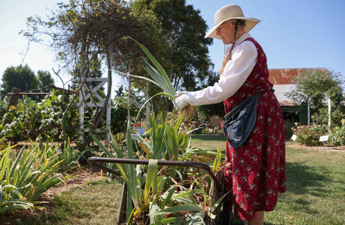 Jan Tolmasoff divides lilac rhizomes from plants dug up at Russian River Rose Company in Healdsburg on Monday, August 15, 2022. (Christopher Chung/The Press Democrat)