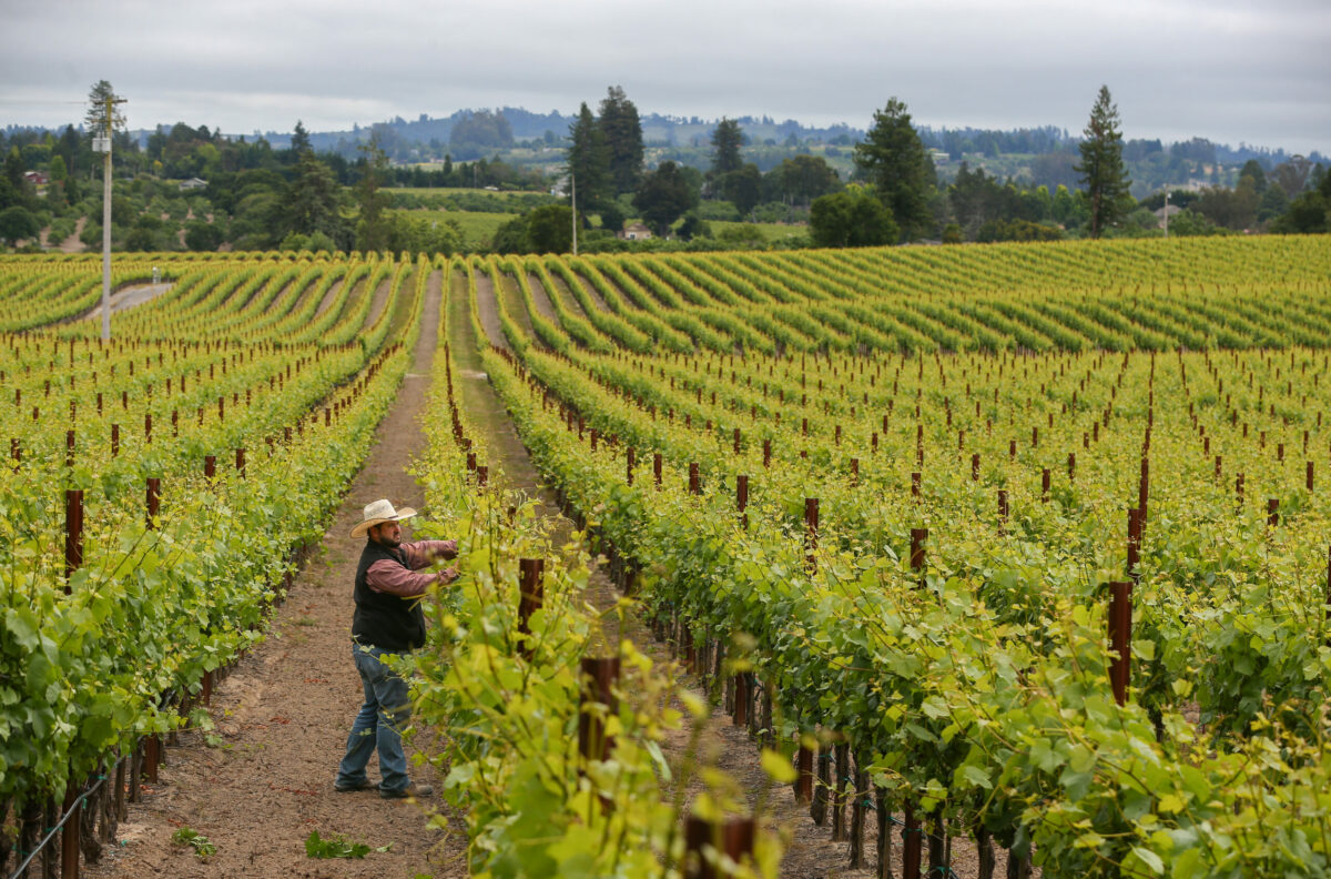 Emeritus Vineyards assistant vineyard manager Riggs Lokka cleans up the canopy in a row of Pinot Noir vines at Hallberg Ranch vineyard in Sebastopol, Tuesday, May 30, 2023. (Christopher Chung / The Press Democrat)