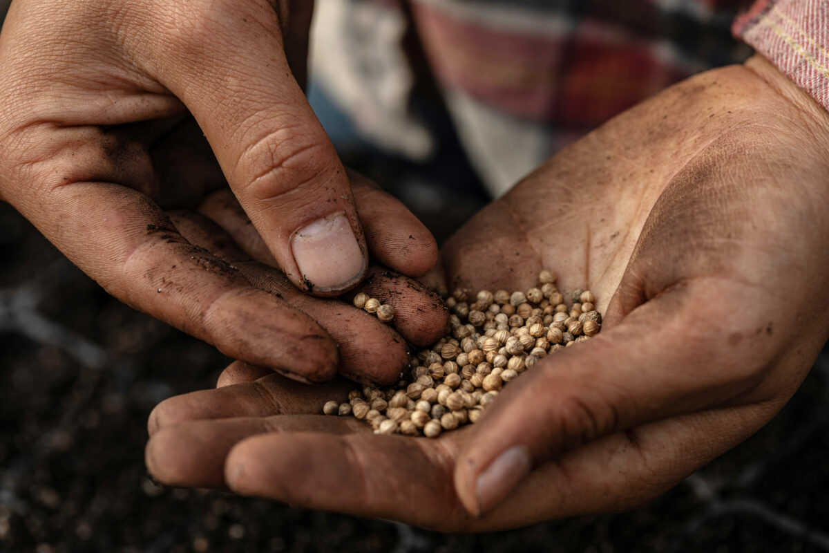 Farmer Alice Tibbets of Fledgling Farm at Green Valley Farm + Mill near Sebastopol March 25, 2024. (Chad Surmick / The Press Democrat)