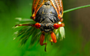 A macro head shot of a 17-year cicada. They live underground in a nymph stage and emerge only after 17 years. This image highlights the cicada's large, orange, compound eyes. Often called a locust. (Georgi Bandi/Shutterstock)