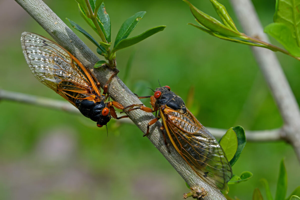 Emerged 17 year Brood X periodical cicadas. Every 17 years, they tunnel up from the ground and molt into their adult form and mate. Newly hatched cicada nymphs fall from trees and burrow into dirt. (Michael G McKinne/Shutterstock) 
