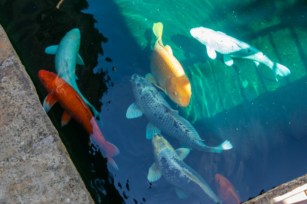 Koi pond. (Peter Lyons)