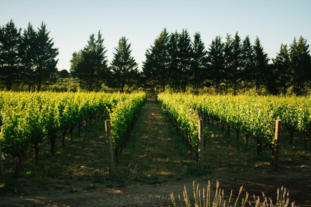 Kanzler vbineyards in Sebastopol