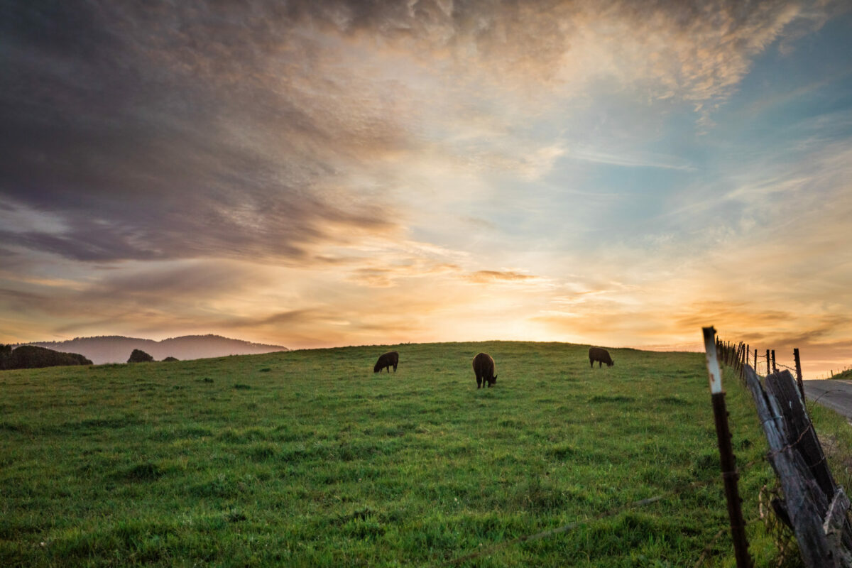 View from Olema House grounds. (Roxanne McClure Photography)