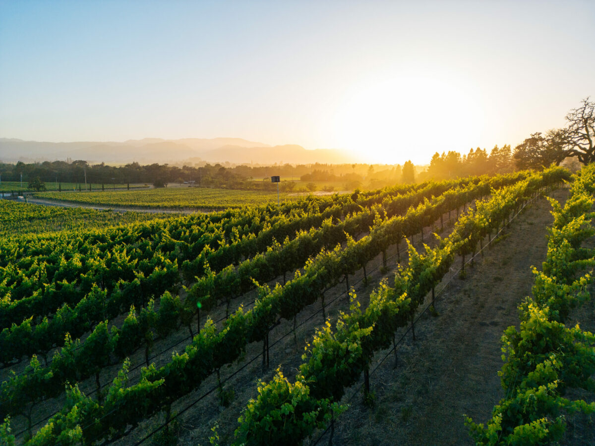 Signorello Estate, which opened for tastings Tuesday, is known for its classic Cabernet Sauvignon and Chardonnay wines, made from some of the oldest vines in Napa Valley. Remarkably, the estate vineyards escaped the 2017 fires unscathed. (Alexander Rubin)