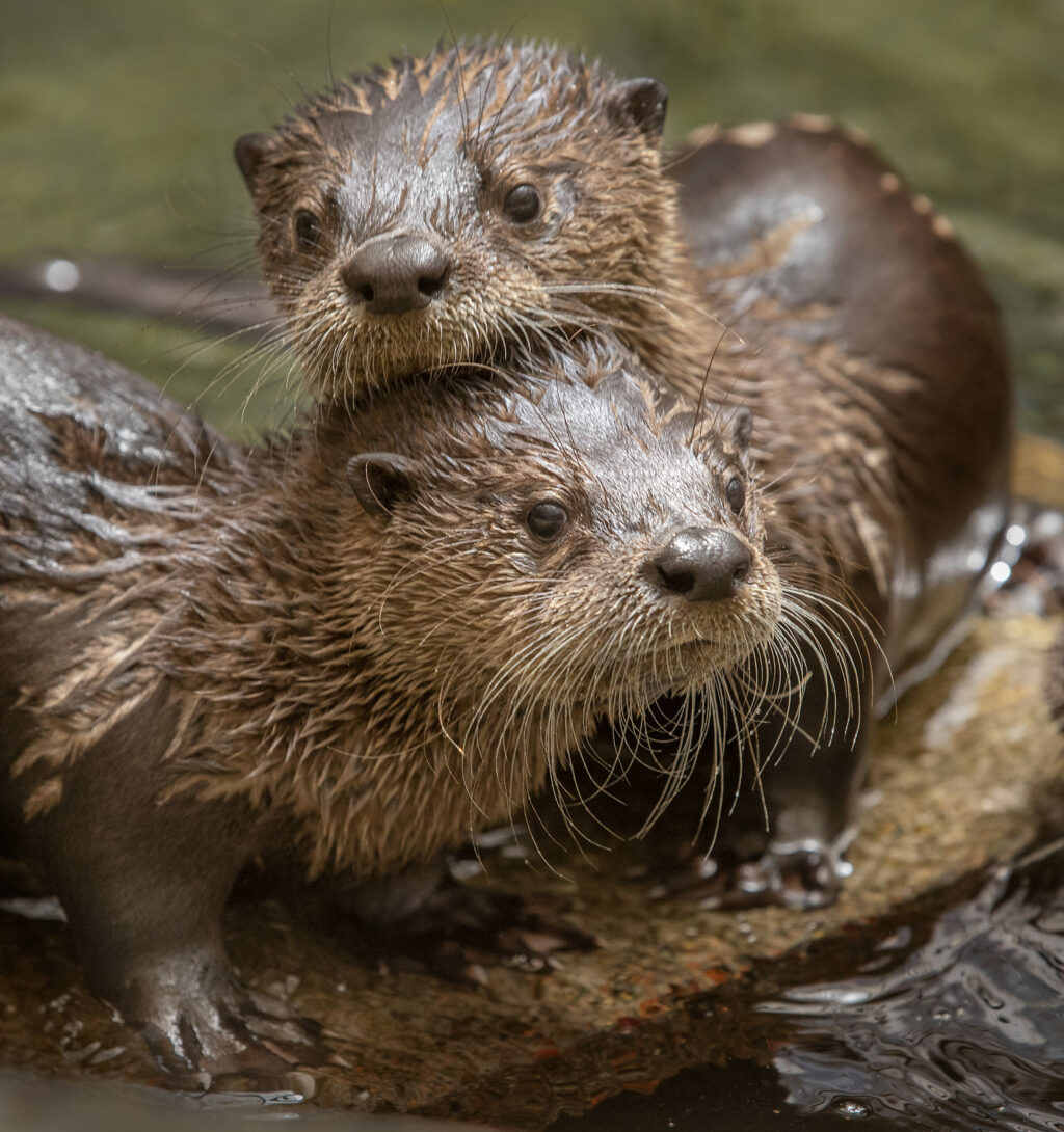 Juvenile river otter pups snuggle up in the aquatic rehabilitation pond at Sonoma County Wildlife Rescue in Cotati. (photo by John Burgess/The Press Democrat)