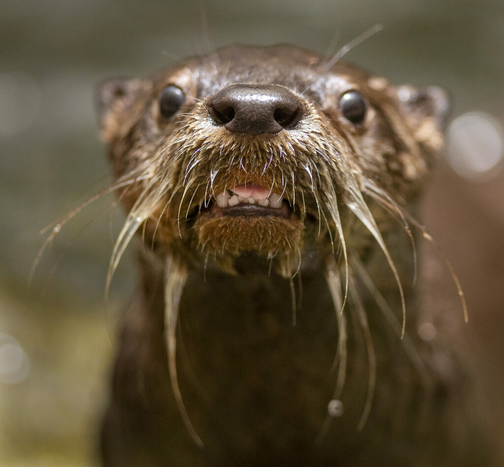 A juvenile river otter pup smiles for the camera at Sonoma County Wildlife Rescue in Cotati. (photo by John Burgess/The Press Democrat)