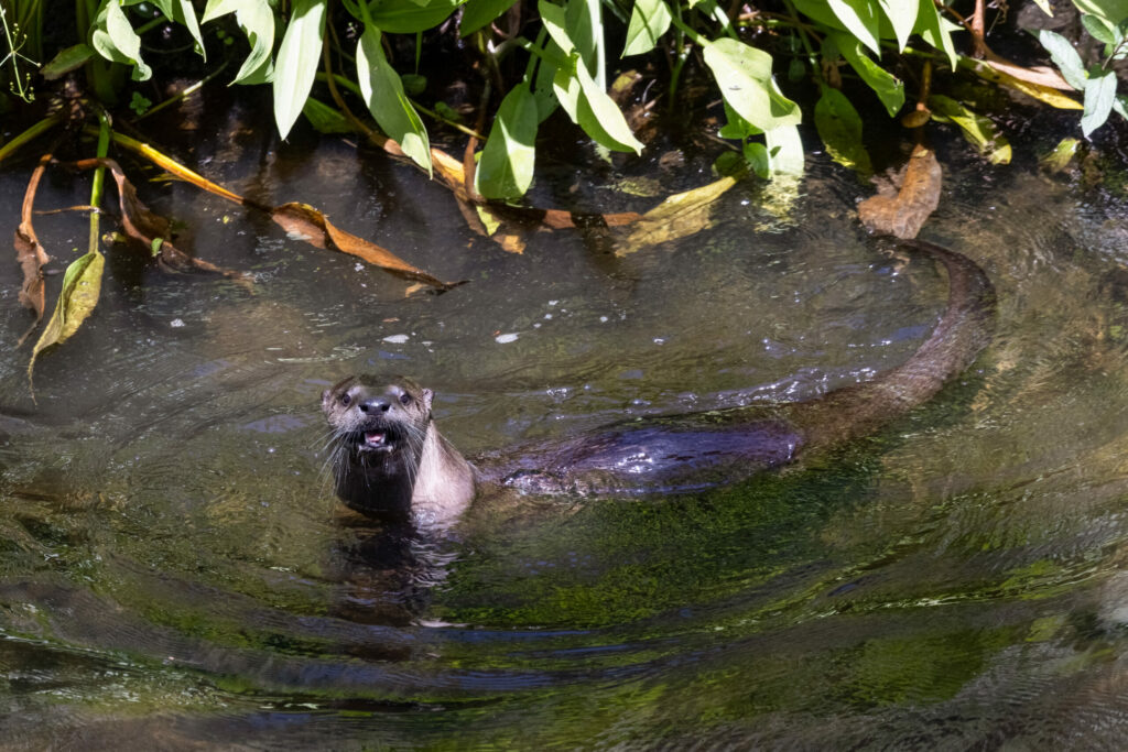 A river otter in a Sonoma County creek. (Photo by Steve Pearce)