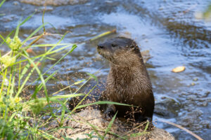 A river otter in a Sonoma County creek. (Photo by Steve Pearce)