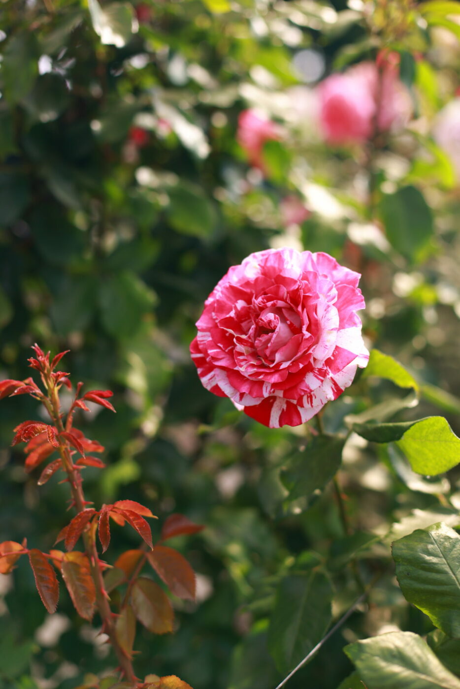 Florist Kari Copple garden flower