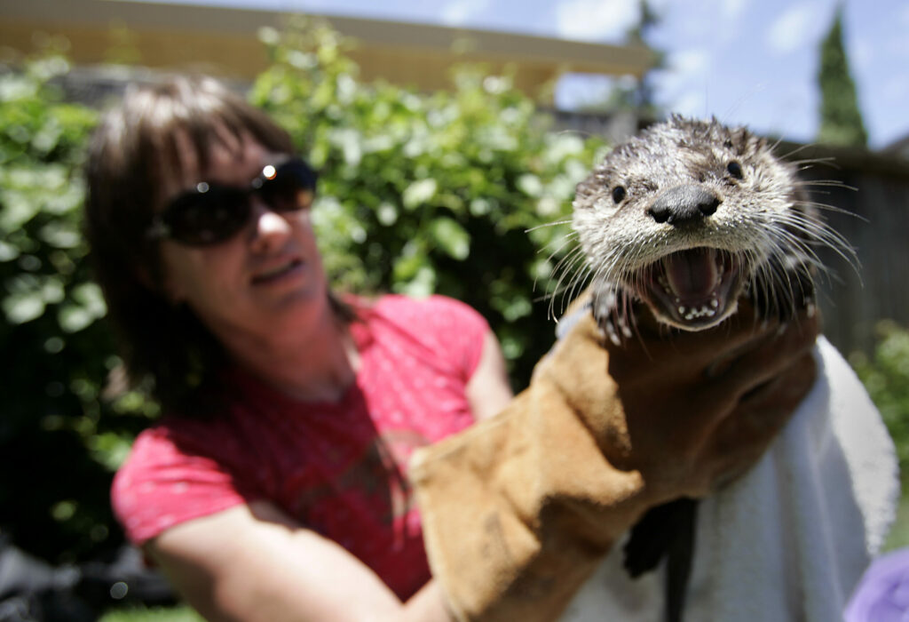 Sonoma County Wildlife Rescue director Doris Duncan dries off a nine-week-old American river otter after letting it swim in a shallow pool on Monday, June 30, 2008. The otter its sibling were rescued in Petaluma and will be driven to the Lake Tahoe Wildlife Center for recovery. (Christopher Chung/The Press Democrat)