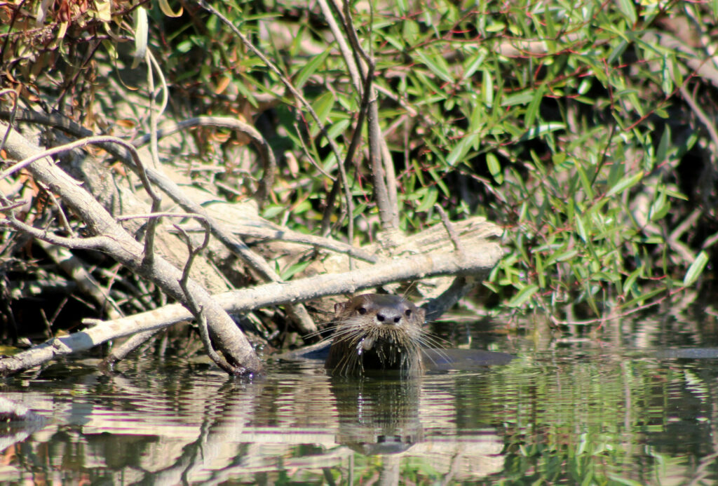 River otter on the Russian River in Forestville. (Jim Cheney / Rincon Valley)
