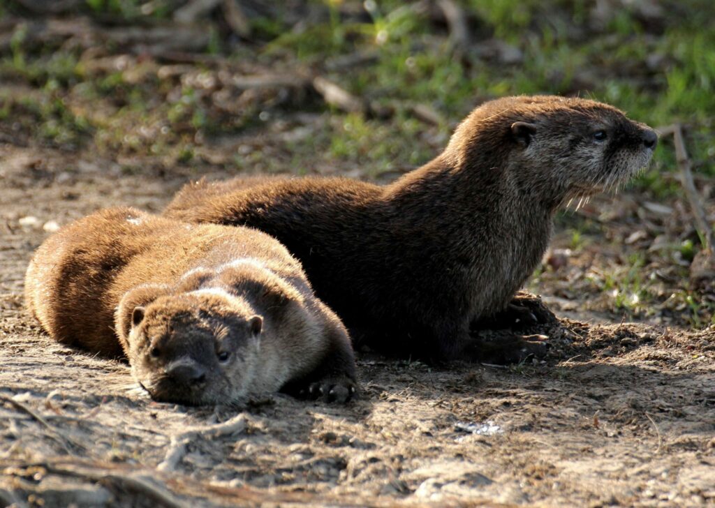 Two young river otter at Spring Lake Regional Park. (Tom Reynolds)