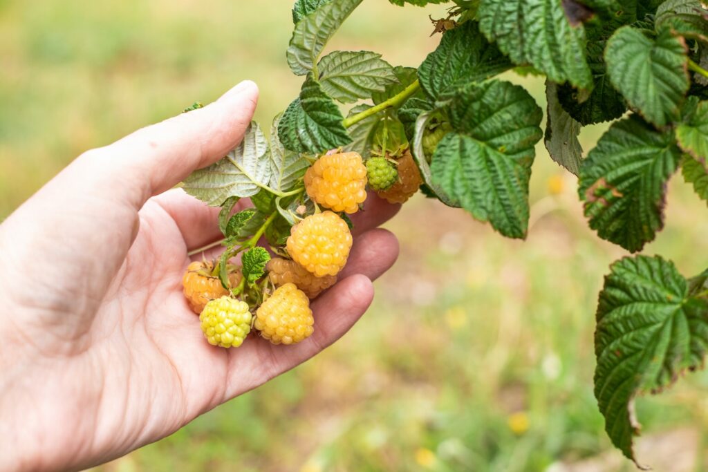 Golden raspberries