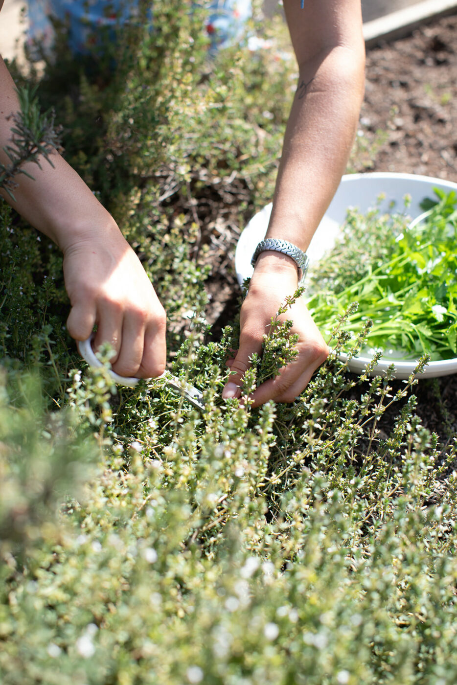 Cloverdale chef Josh Chandler garden