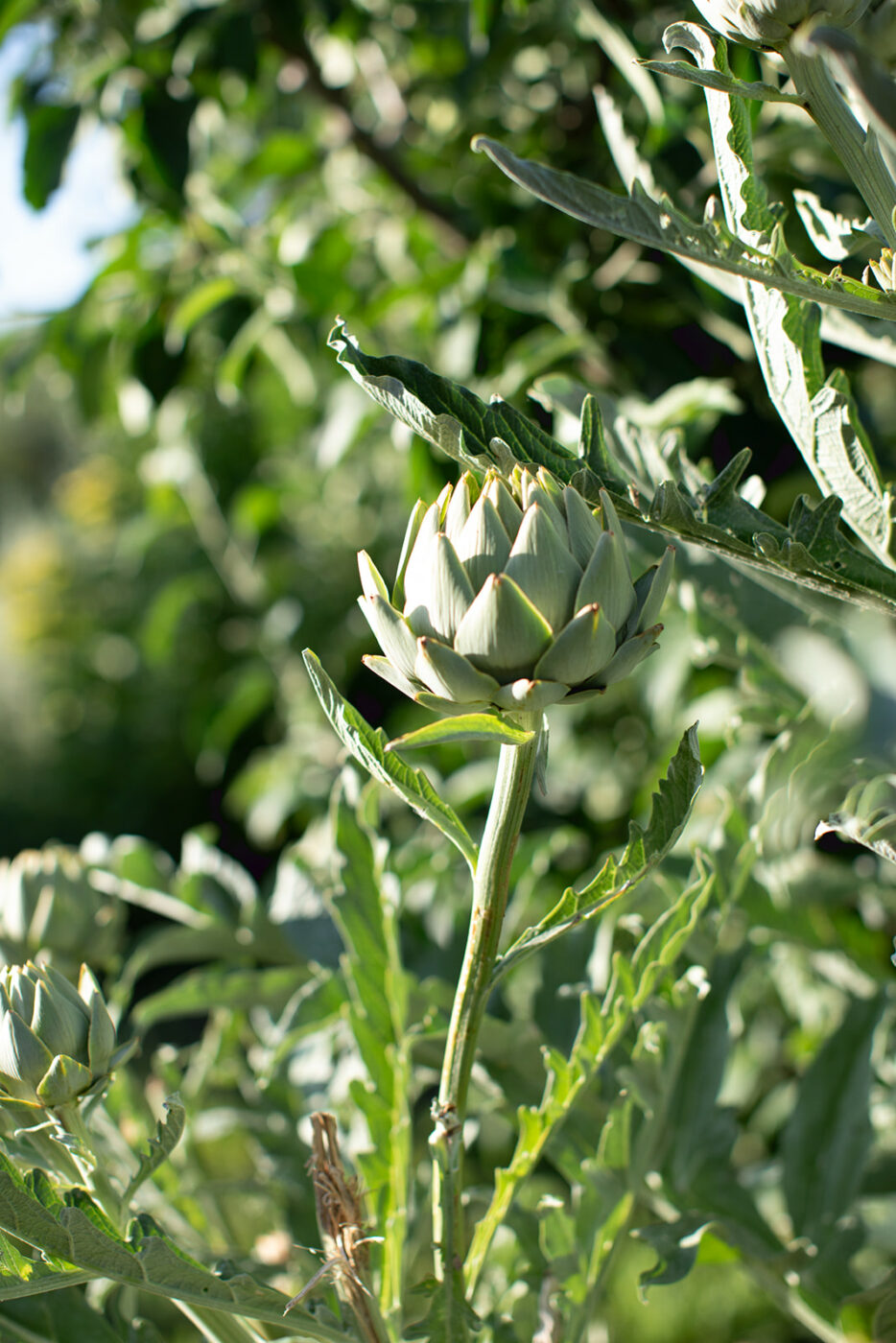 Cloverdale chef Josh Chandler garden