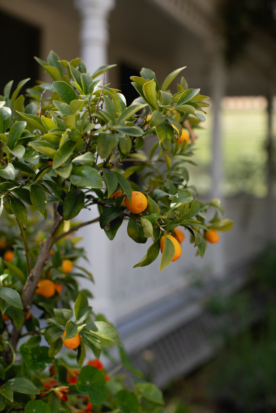 Cloverdale chef Josh Chandler nectarine tree