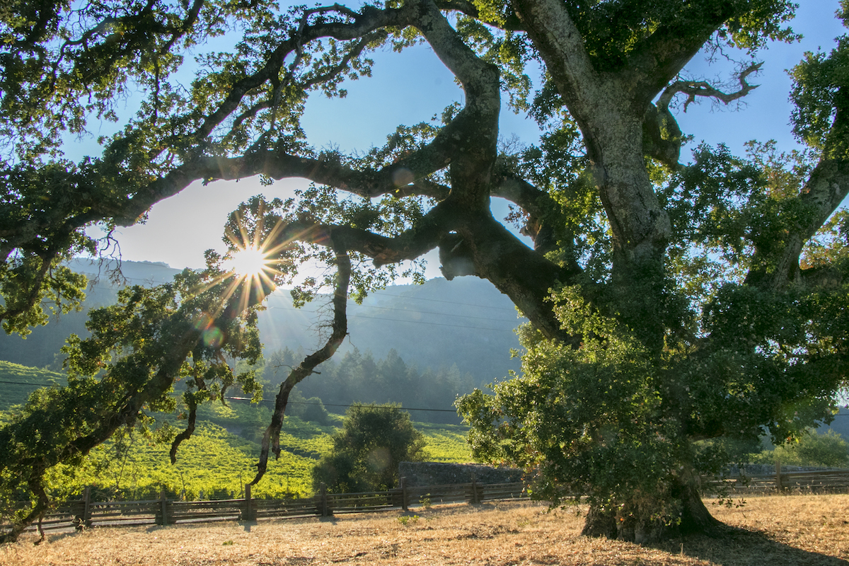 (Courtesy of Jack London State Historic Park)