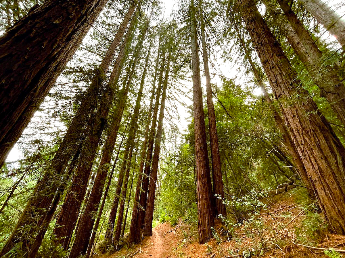 redwoods along a trail at Jack London State Historic Park