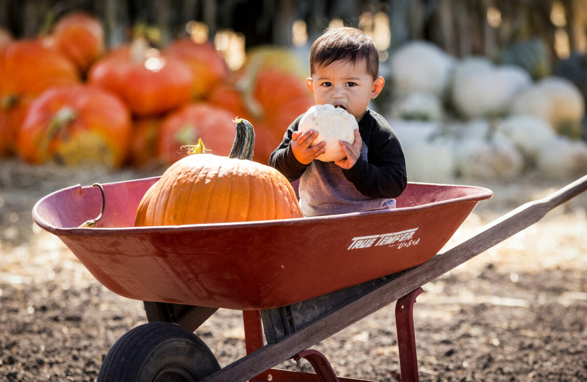 Oscar Hernandez, 10 months, tests the flavor of a white pumpkin on opening day at the Petaluma Pumpkin Patch on Stony Point Road, Sept. 20, 2024 in Sebastopol. (John Burgess / The Press Democrat)