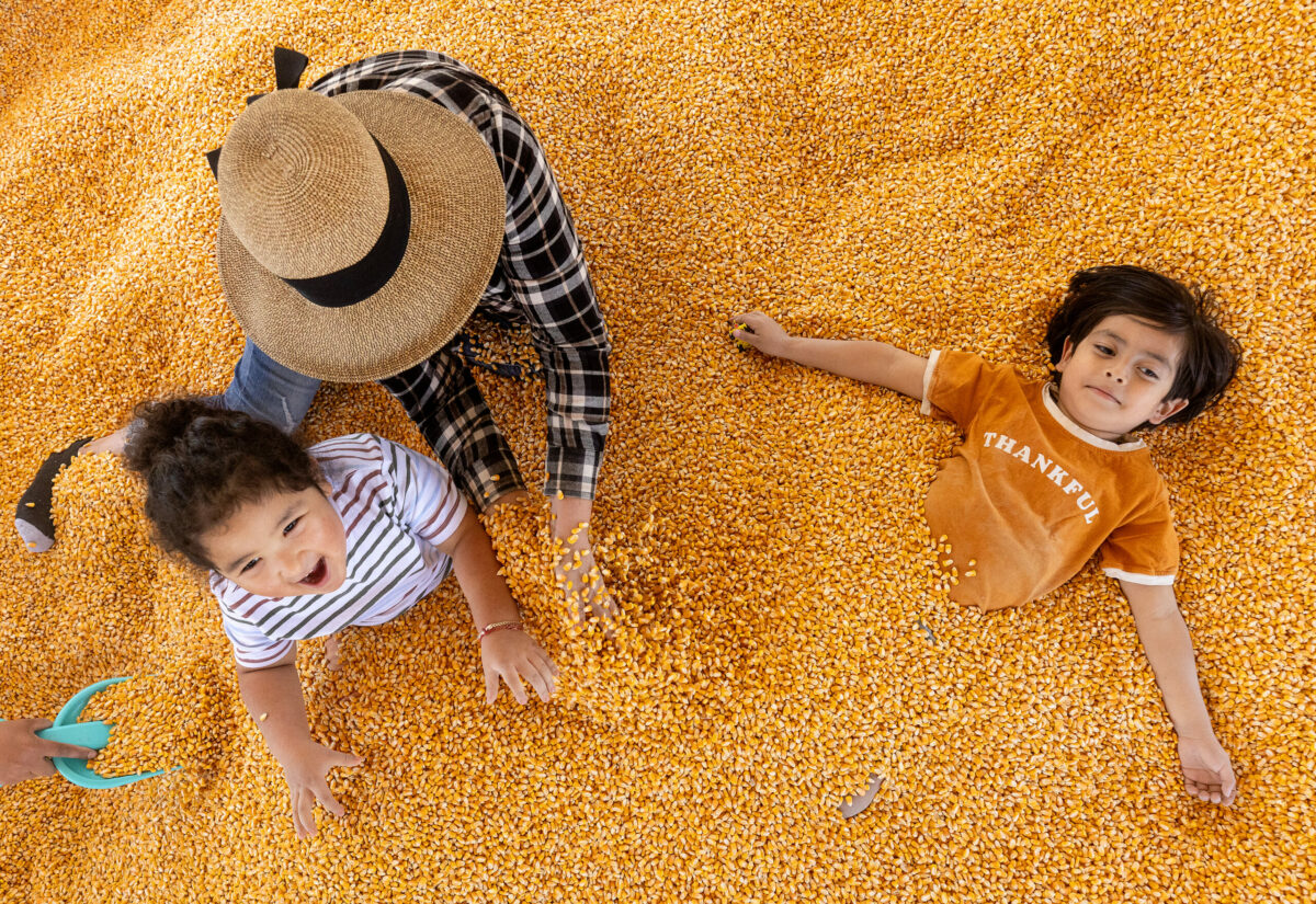 Micaela Salazar covers her grandson Carlos Ruiz and his new friend Matias Palma, right, with corn kernels on opening day at the Petaluma Pumpkin Patch on Stony Point Road, Sept. 20, 2024 in Sebastopol. (John Burgess / The Press Democrat)