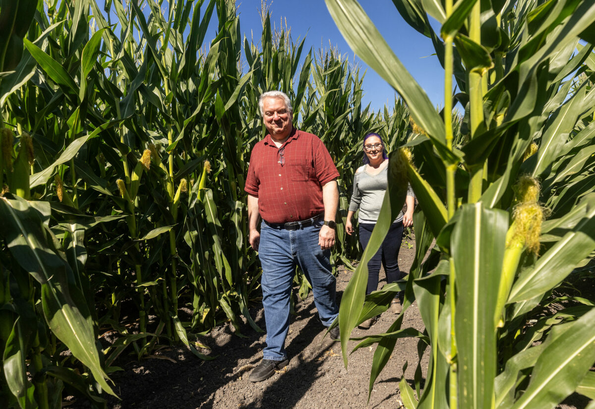 John Jezel, left, and Sophia Lewinstein make their way through the corn maze on opening day at the Petaluma Pumpkin Patch on Stony Point Road, Sept. 20, 2024 in Sebastopol. (John Burgess / The Press Democrat)